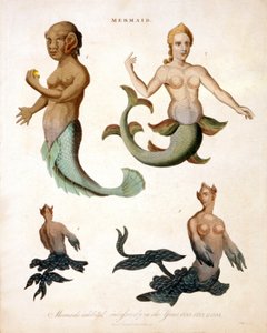Havfrue, fra Encyclopaedia Londinensis, 1817 farget gravering